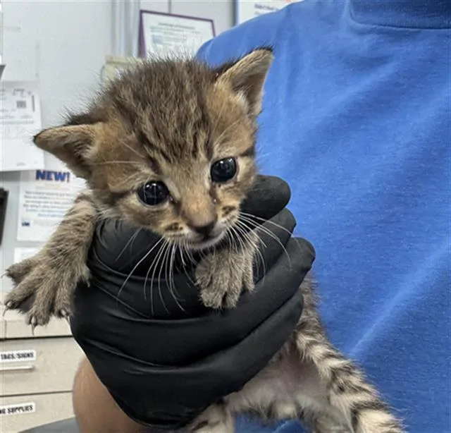 A baby medium-sized male Domestic Short Hair cat named Nita for adoption in Dallas, TX