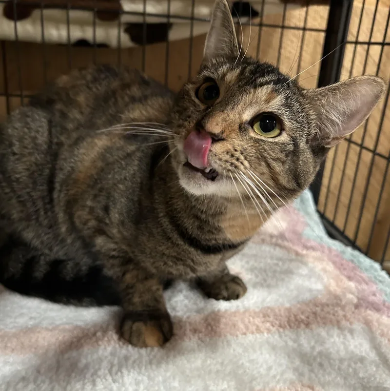 Lambchop thumbnail 3