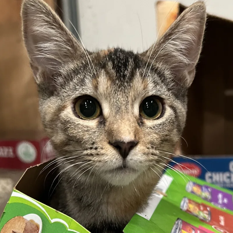 Lambchop thumbnail 4