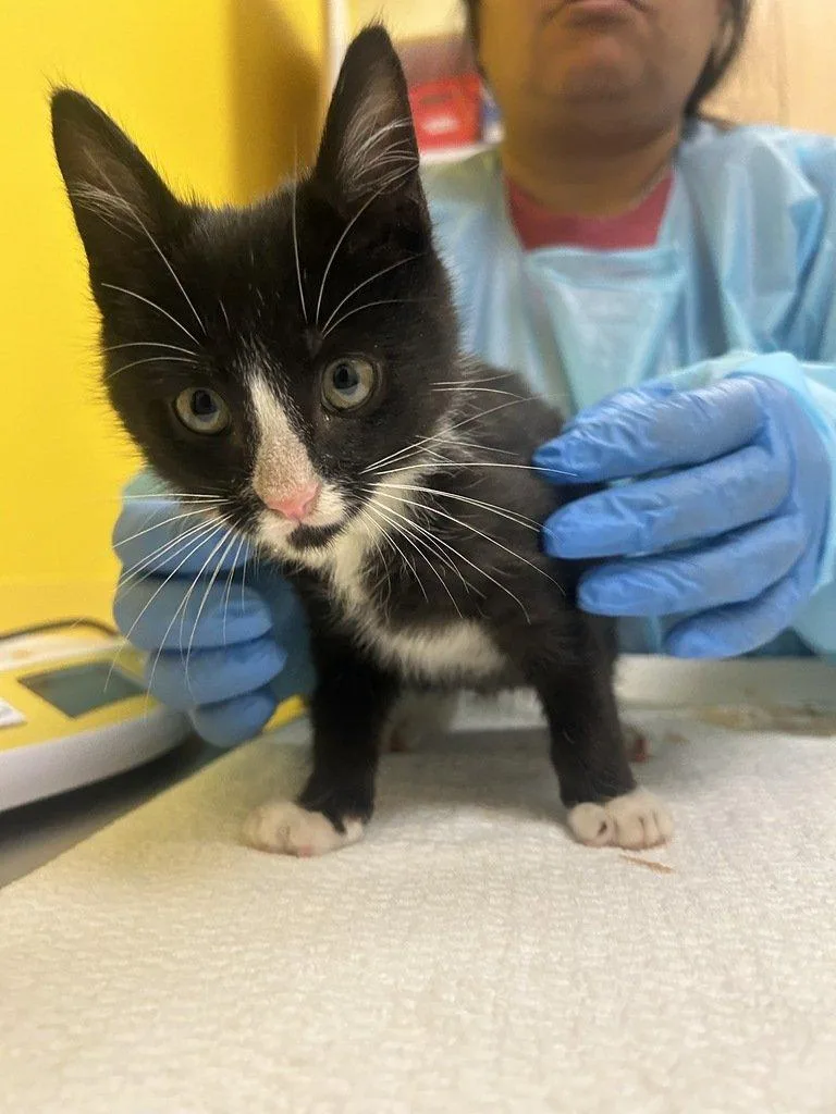 A baby small-sized male Black & White / Tuxedo Domestic Short Hair cat named BoRounds for adoption in Raleigh, NC