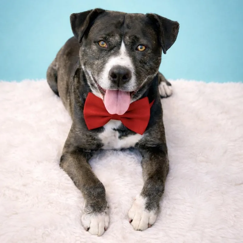 An adult large-sized male Black Mixed Breed dog named Dexter for adoption in Binghamton, NY