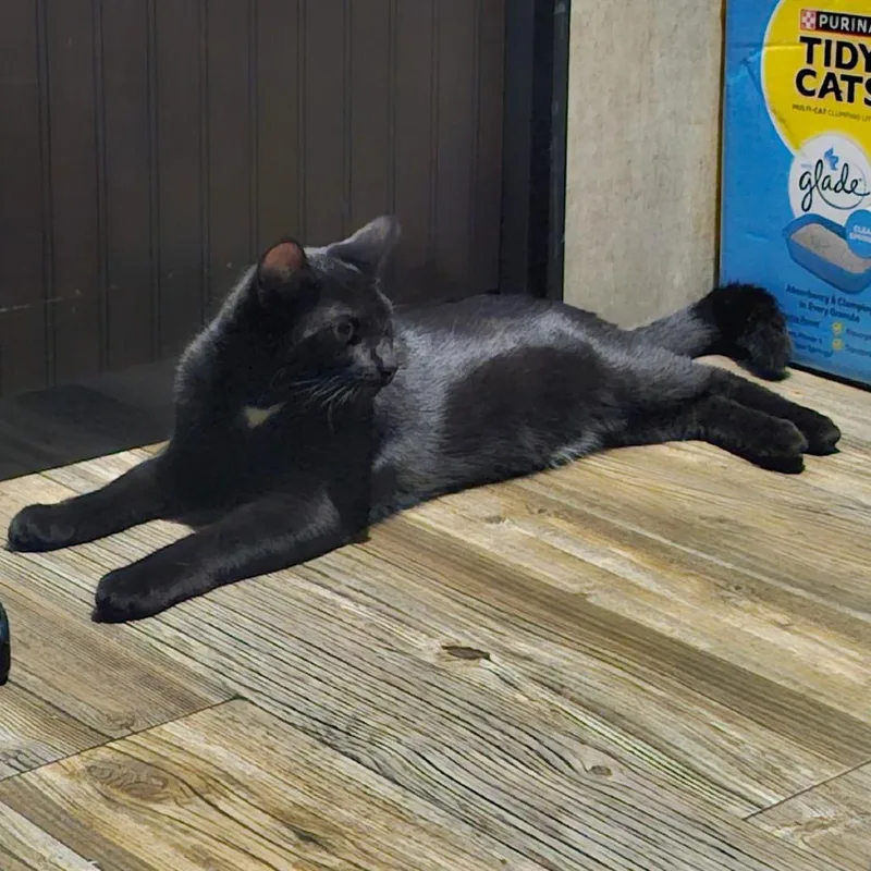 A young medium-sized male Domestic Short Hair cat named Kreed for adoption in North Myrtle Beach, SC