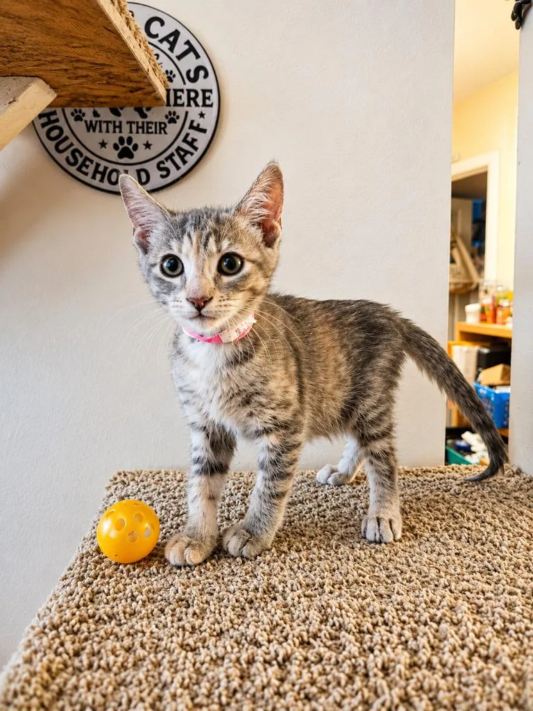 A baby medium-sized female Domestic Short Hair cat named BubbleGum for adoption in Parkville, MD