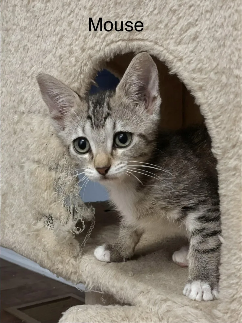 A baby small-sized female Tabby cat named Mouse C Weaver for adoption in Saunderstown, RI
