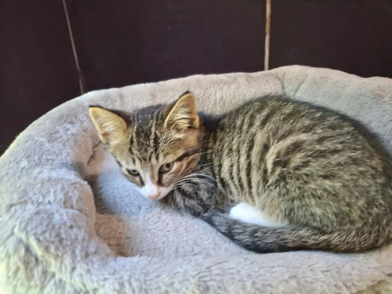 A baby medium-sized male Domestic Short Hair cat named Franklin for adoption in Coldwater, MI