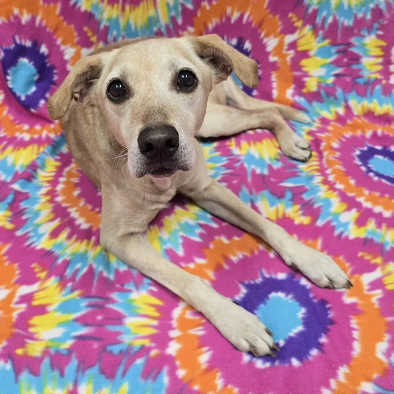 A senior medium-sized female Labrador Retriever dog named Mollie for adoption in Frankfort, IN