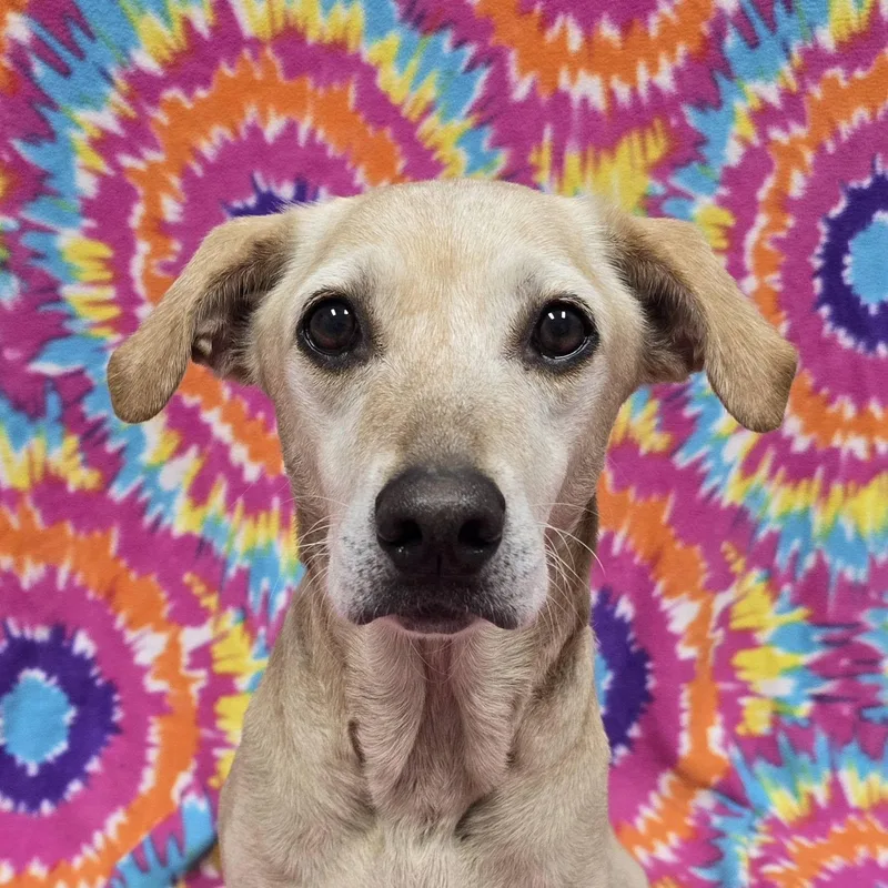 Mollie thumbnail 2