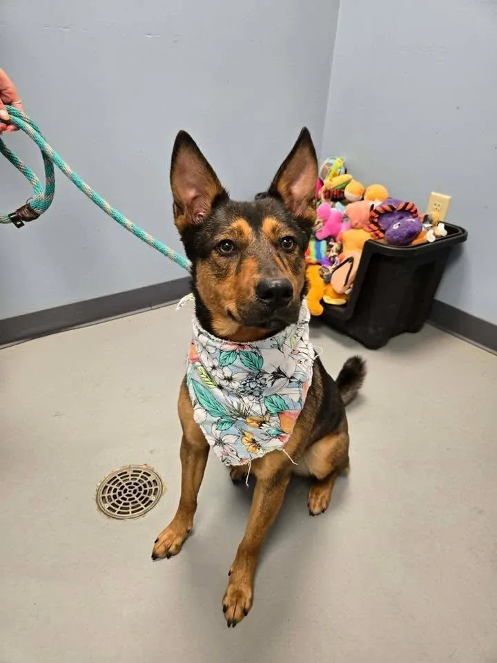 An adult medium-sized female Black Shepherd dog named Poppy for adoption in Zanesville, OH