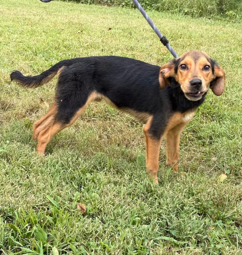 A baby medium-sized male Beagle dog named Mr. So Handsome for adoption in Murray, KY