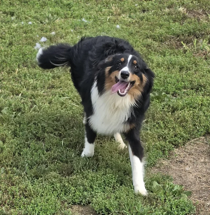 A baby medium-sized male Tricolor (Brown, Black, & White) Shetland Sheepdog / Sheltie dog named Jimmy for adoption in Terre Haute, IN