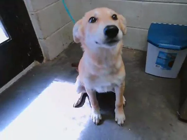 A young small-sized female Australian Cattle Dog / Blue Heeler dog named Terry for adoption in Tulsa, OK