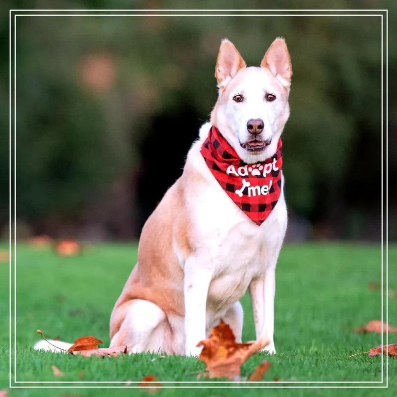 A senior medium-sized female Red / Chestnut / Orange Siberian Husky dog named Aspen for adoption in Upland, CA