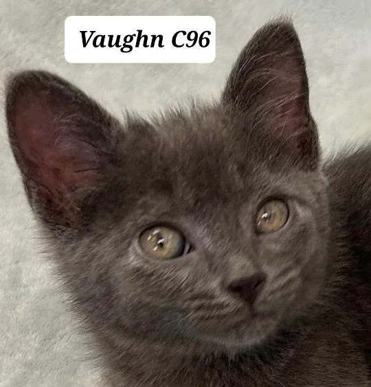 A baby medium-sized male Gray / Blue / Silver Domestic Medium Hair cat named Vaughn for adoption in Morganton, NC