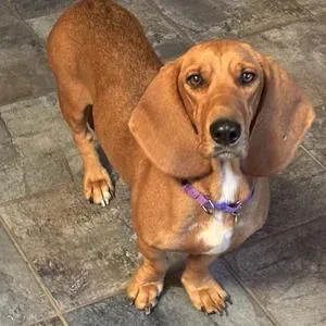 An adult medium-sized female Basset Hound dog named Betty for adoption in St. Paul, MN