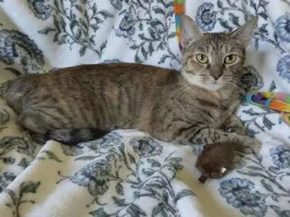 Foxy Rose thumbnail 2