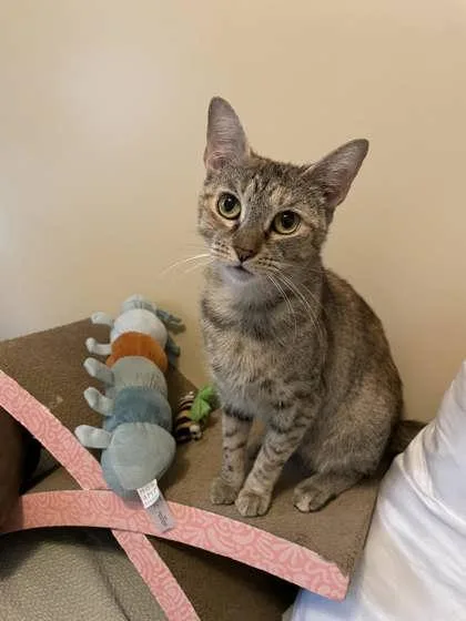 Foxy Rose thumbnail 4