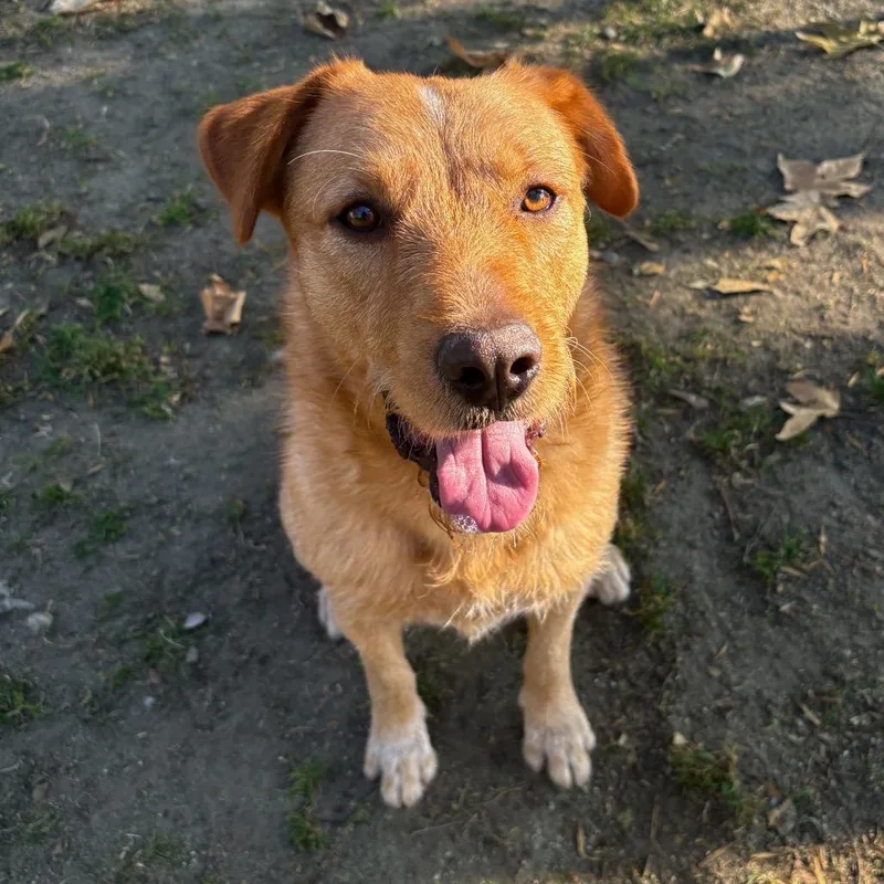 An adult medium-sized male Yellow / Tan / Blond / Fawn Labrador Retriever dog named Bradley for adoption in San Jacinto, CA