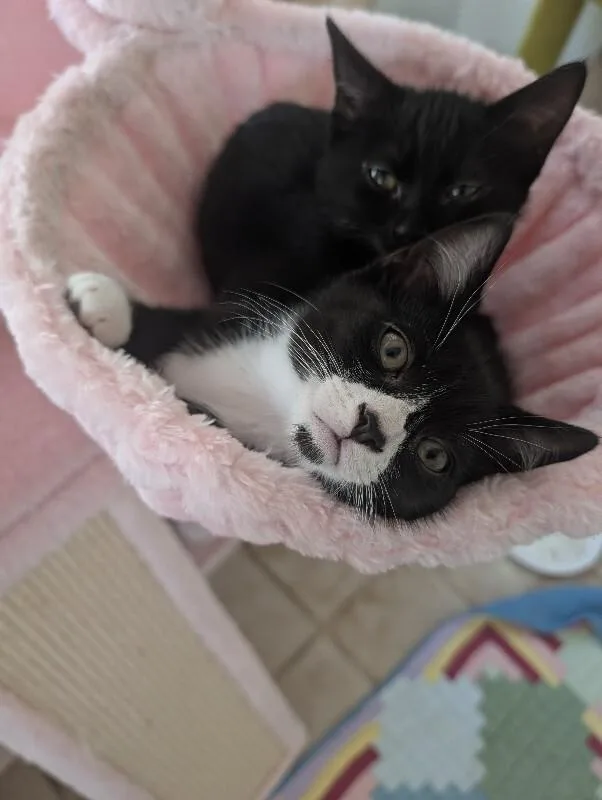 A young medium-sized male Black Domestic Short Hair cat named Penne for adoption in Fort Collins, CO