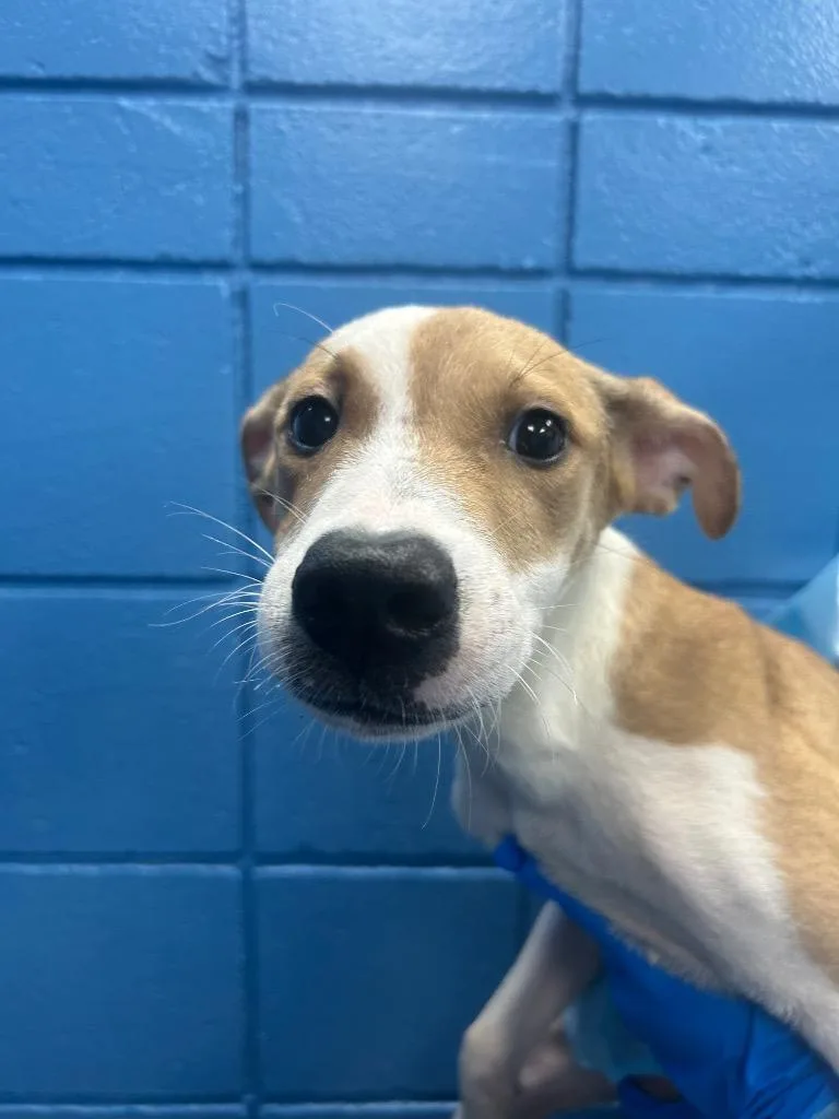 A baby medium-sized male Labrador Retriever dog named Red Rock for adoption in Hartsville, SC
