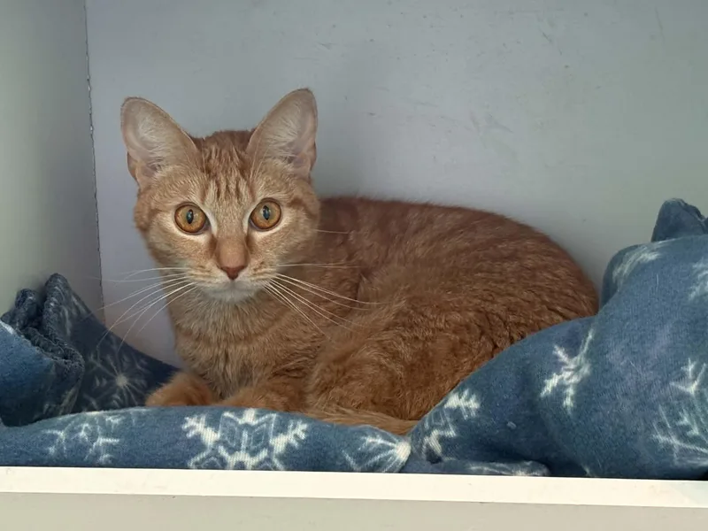 A young medium-sized female Orange / Red American Shorthair cat named Ginger for adoption in Barboursville, WV