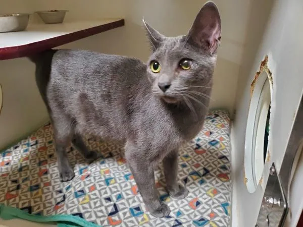 An adult small-sized male Domestic Short Hair cat named Eren for adoption in Oceanside, CA