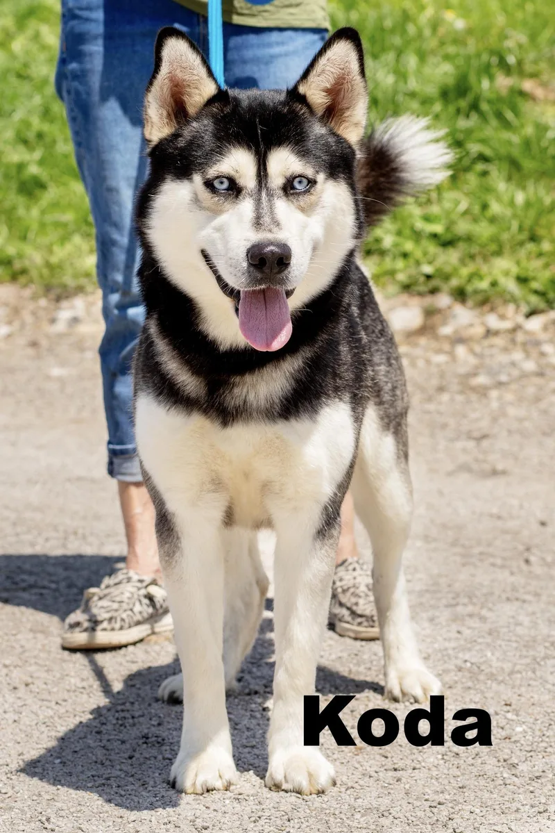 Koda