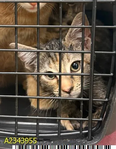 A baby medium-sized female Domestic Short Hair cat named Tilly for adoption in West Palm Beach, FL