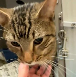 An adult medium-sized male Tabby (Brown / Chocolate) Domestic Short Hair cat named Crunch for adoption in Mason City, IA