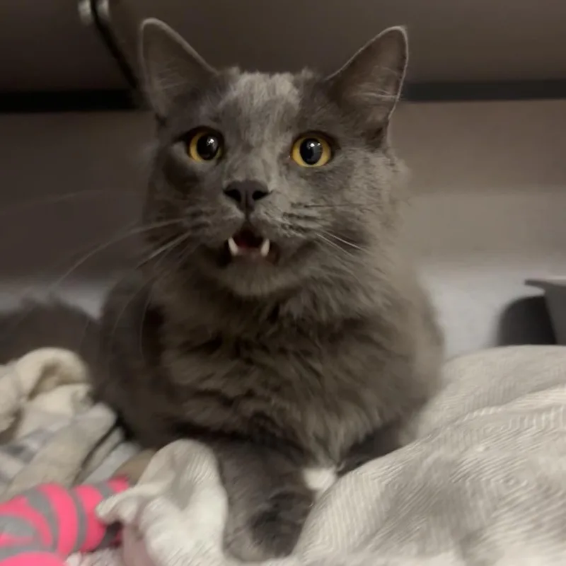 A young medium-sized male Gray / Blue / Silver Domestic Long Hair cat named Stone for adoption in Santa Barbara, CA