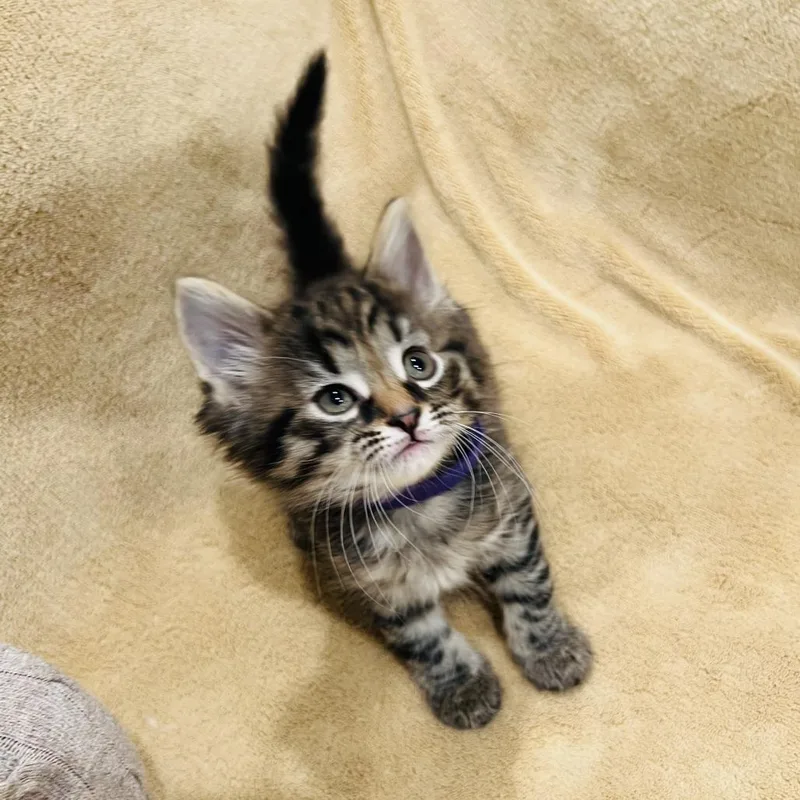 A baby small-sized female Gray / Blue / Silver Domestic Short Hair cat named Pearl for adoption in Brooklyn, NY