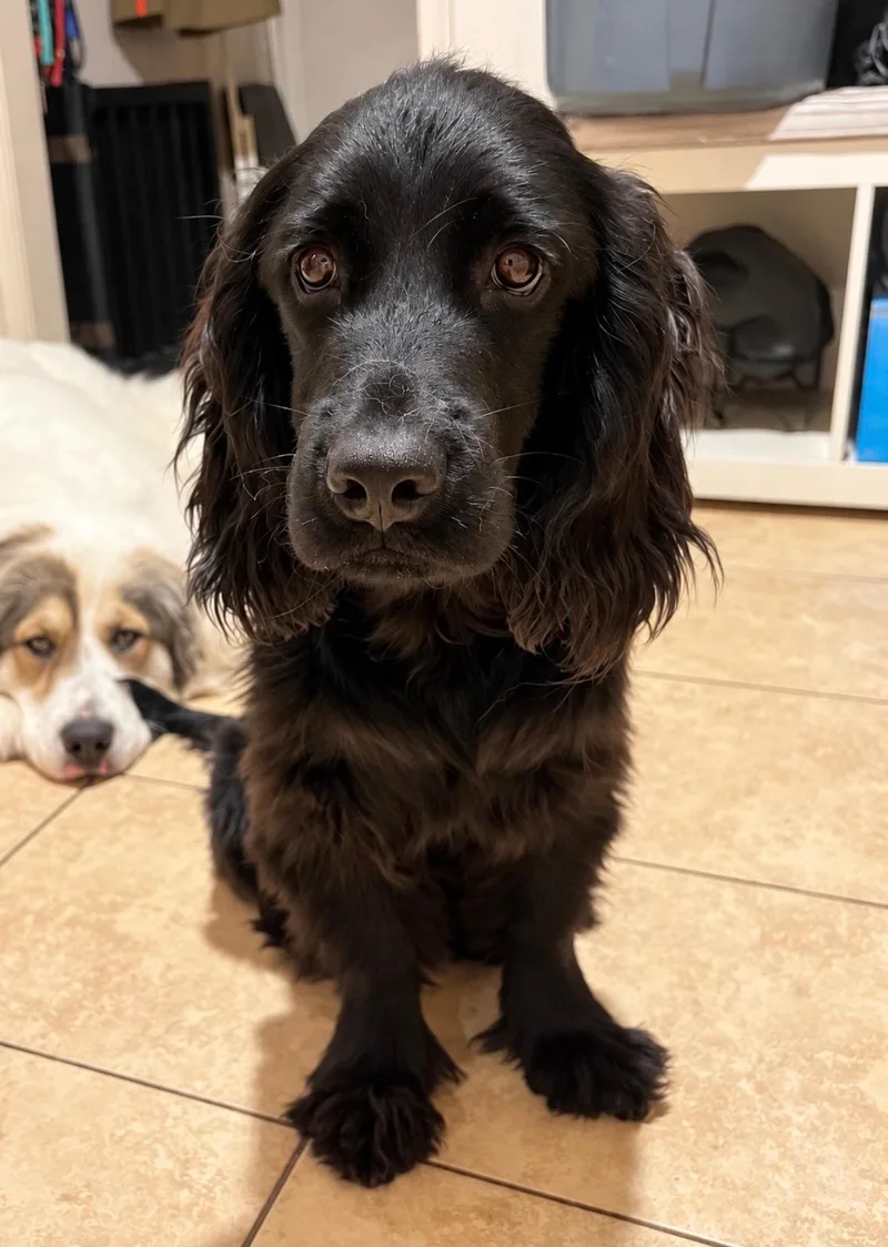 A young small-sized male Cocker Spaniel dog named Tupac for adoption in Ellicott City, MD
