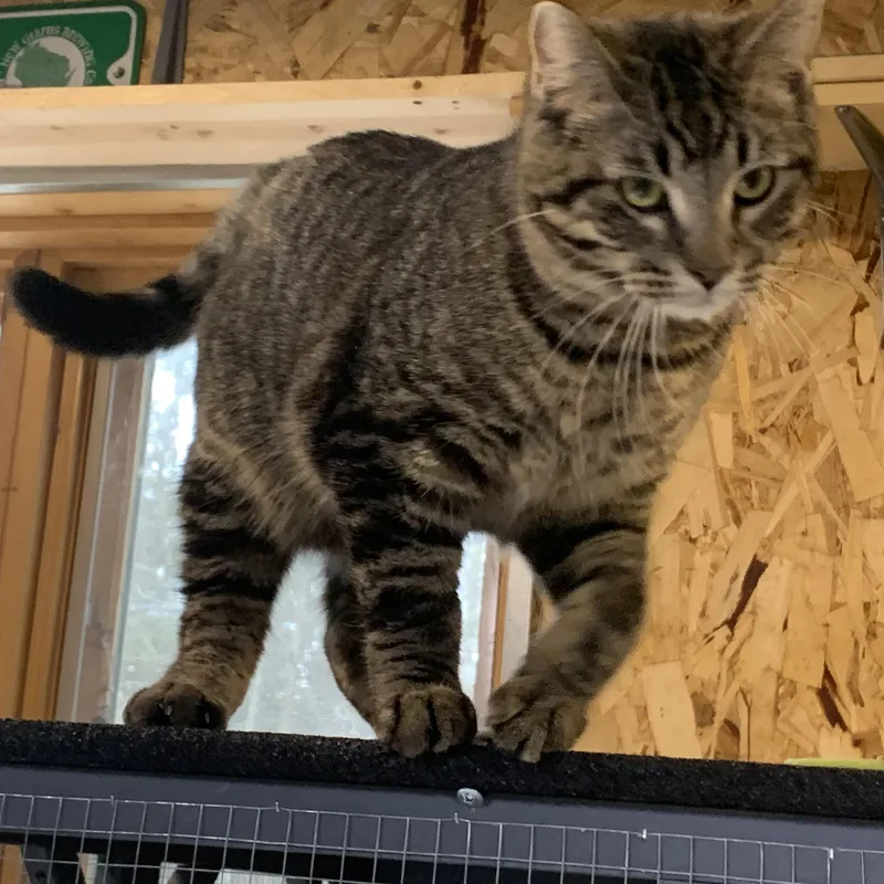 Roosevelt thumbnail 2