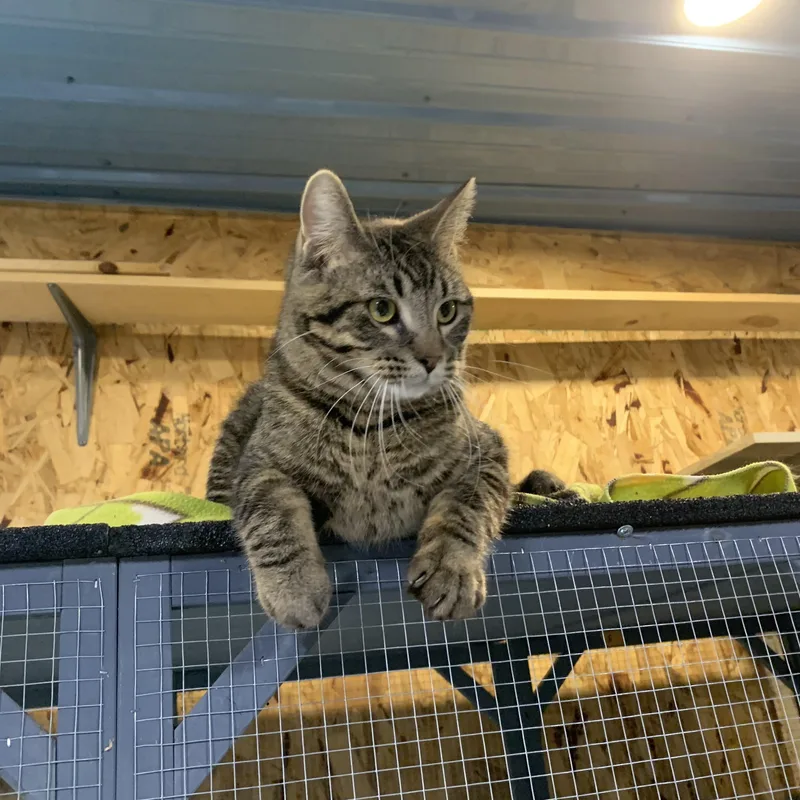 Roosevelt thumbnail 4