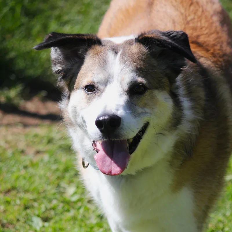 An adult large-sized male Tricolor (Brown, Black, & White) Collie dog named Bear for adoption in Hayward, WI