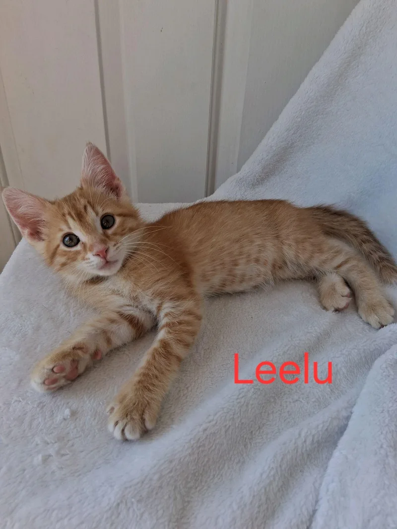 Leelu