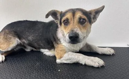 An adult medium-sized male Cardigan Welsh Corgi dog named Austin for adoption in Phoenix, AZ