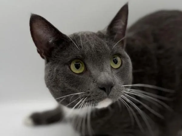 An adult medium-sized male Domestic Short Hair cat named Bernie for adoption in Portland, OR