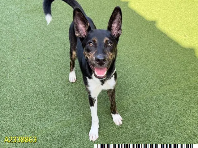 A young medium-sized female Mixed Breed dog named Lacy for adoption in West Palm Beach, FL