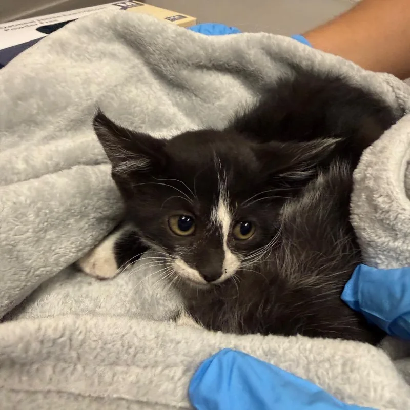 A baby small-sized female Black Domestic Medium Hair cat named Dee Dee for adoption in Henderson, NV