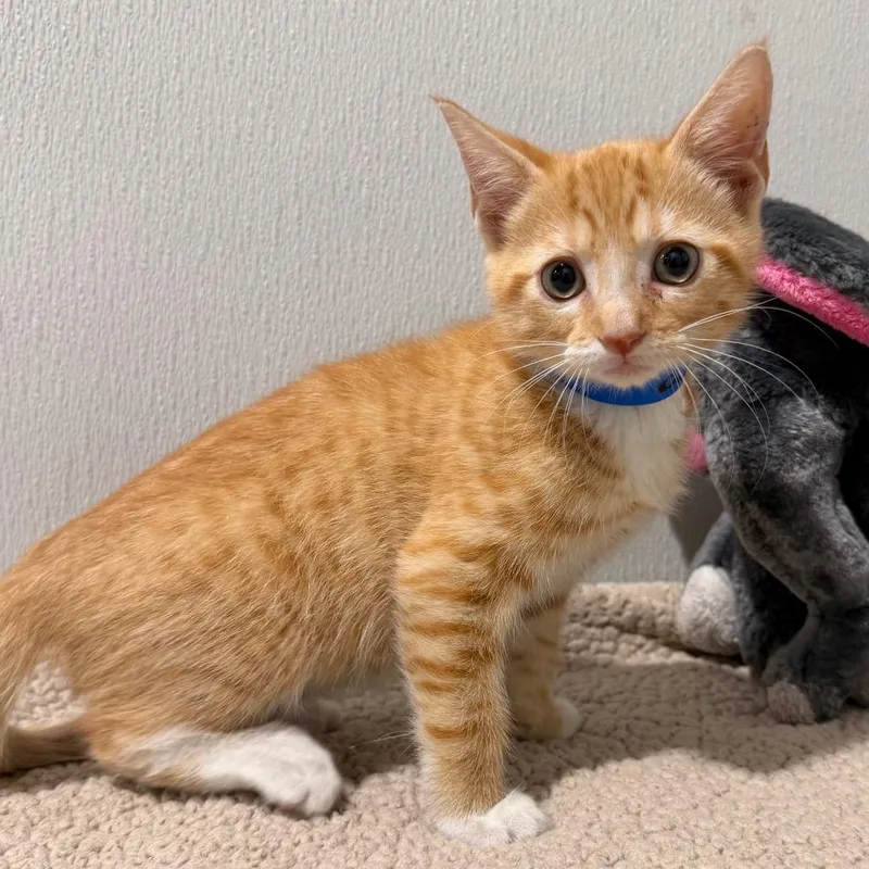 Cheeto