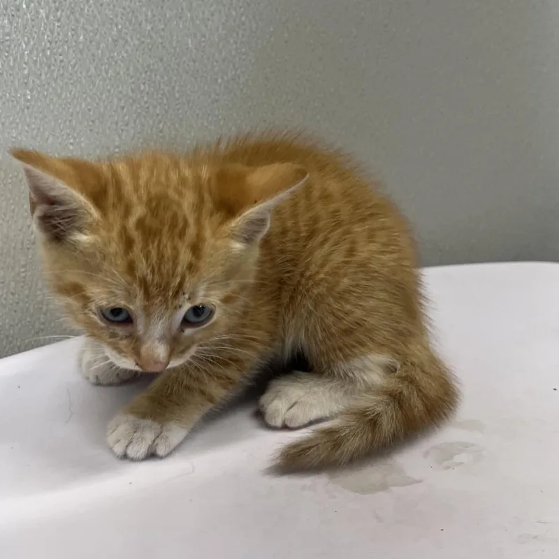 Cheeto thumbnail 2