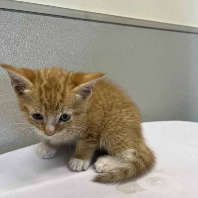 Cheeto thumbnail 3
