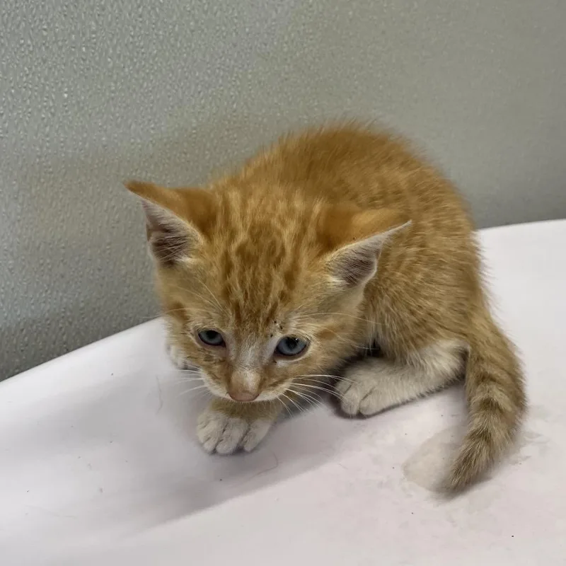 Cheeto thumbnail 4