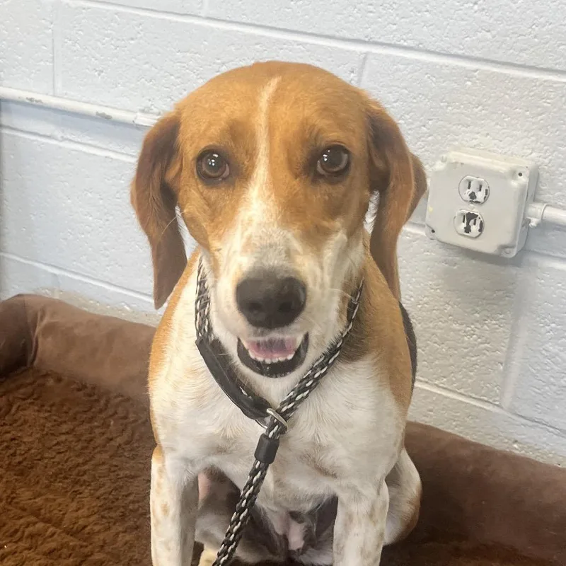 A senior medium-sized female White / Cream Mixed Breed dog named Reece for adoption in East Hanover, NJ