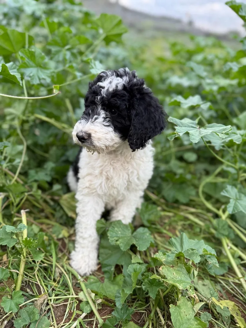 A baby medium-sized female White / Cream Bernedoodle dog named Bristol for adoption in Cerritos, CA