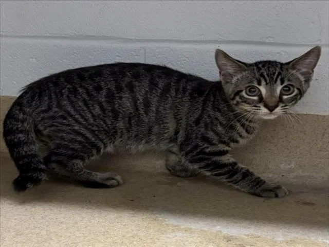 A baby small-sized male Domestic Short Hair cat named Monterrey for adoption in Derwood, MD
