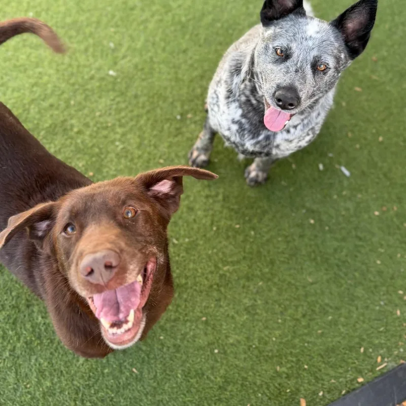 An adult medium-sized female Brown / Chocolate Chocolate Labrador Retriever dog named Chaco for adoption in Brownsboro, AL