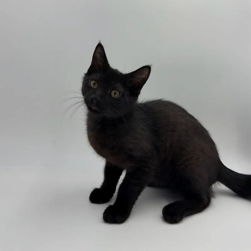 A baby medium-sized male Domestic Short Hair cat named Tiny Dancer for adoption in State College, PA
