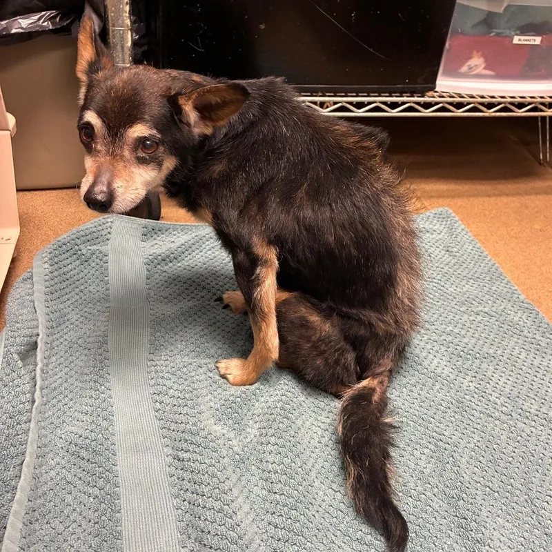 A senior small-sized male Black Mixed Breed dog named Alvin for adoption in Chattanooga, TN