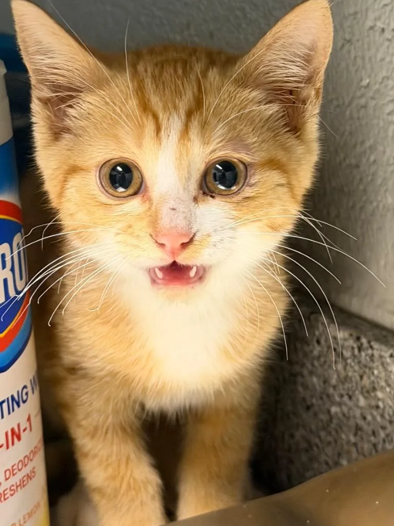 A baby large-sized male Domestic Short Hair cat named Oscar for adoption in Henderson, NC